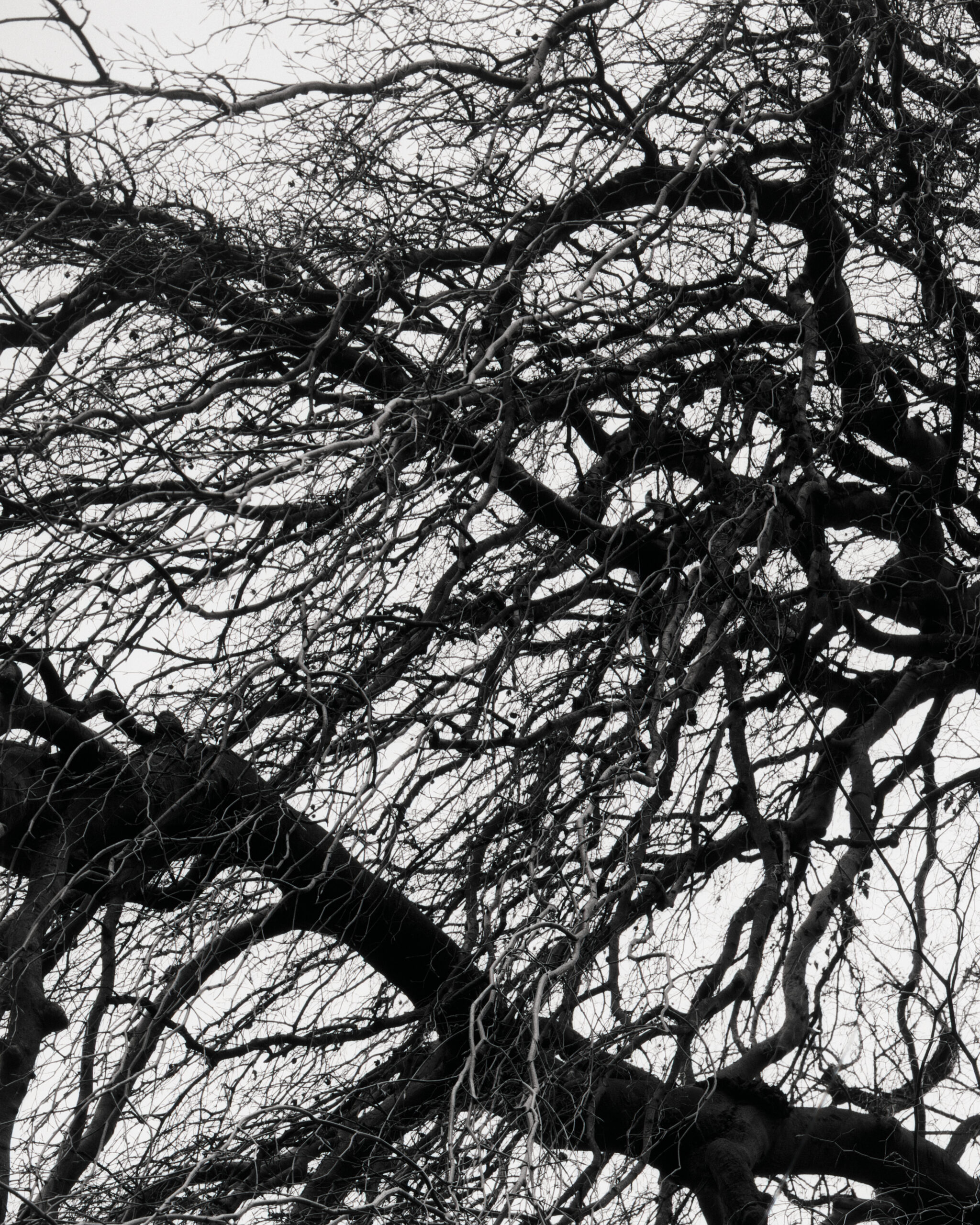 Einzelbilder_Baum Einzelbilder_Baum