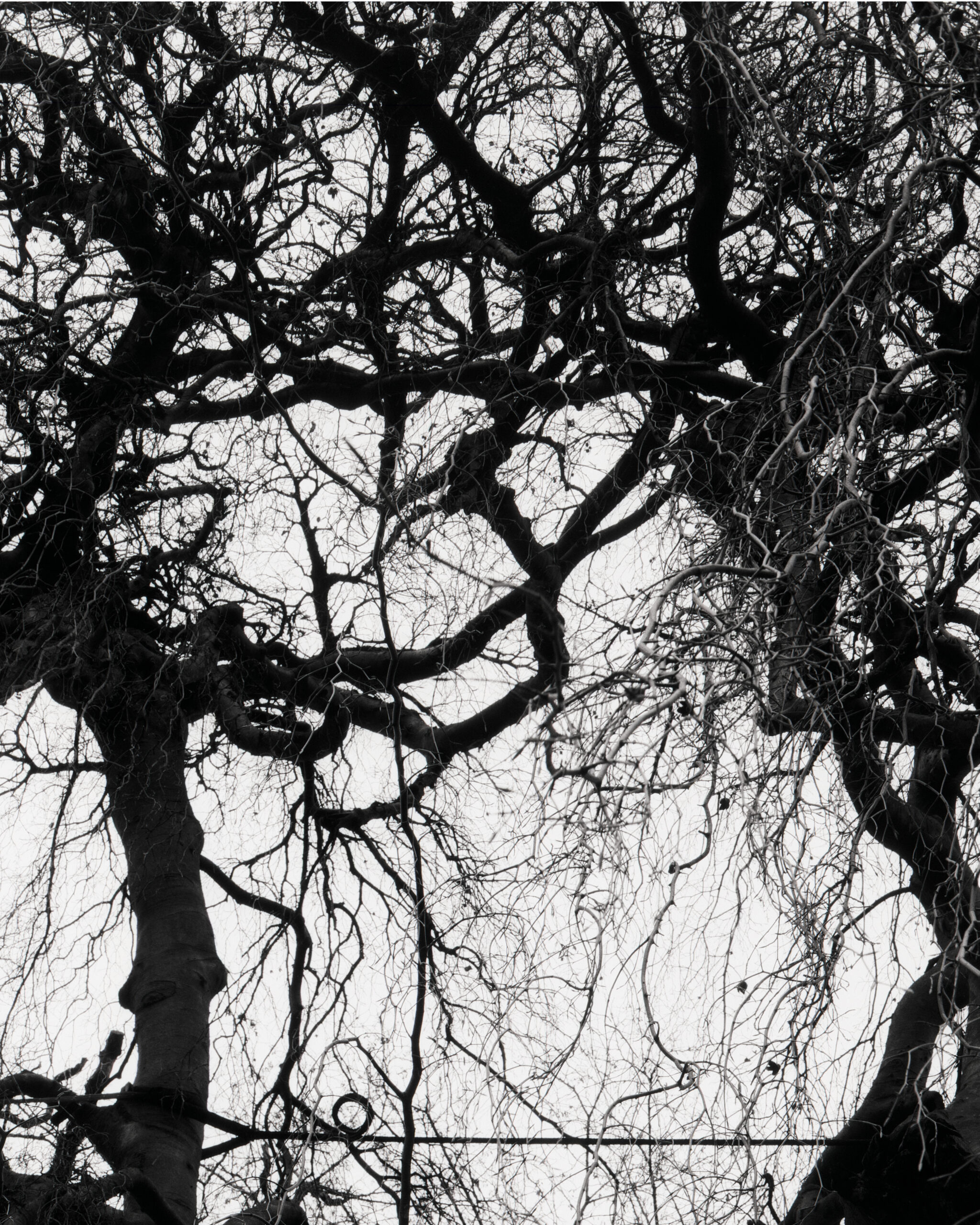 Einzelbilder_Baum2 Einzelbilder_Baum2