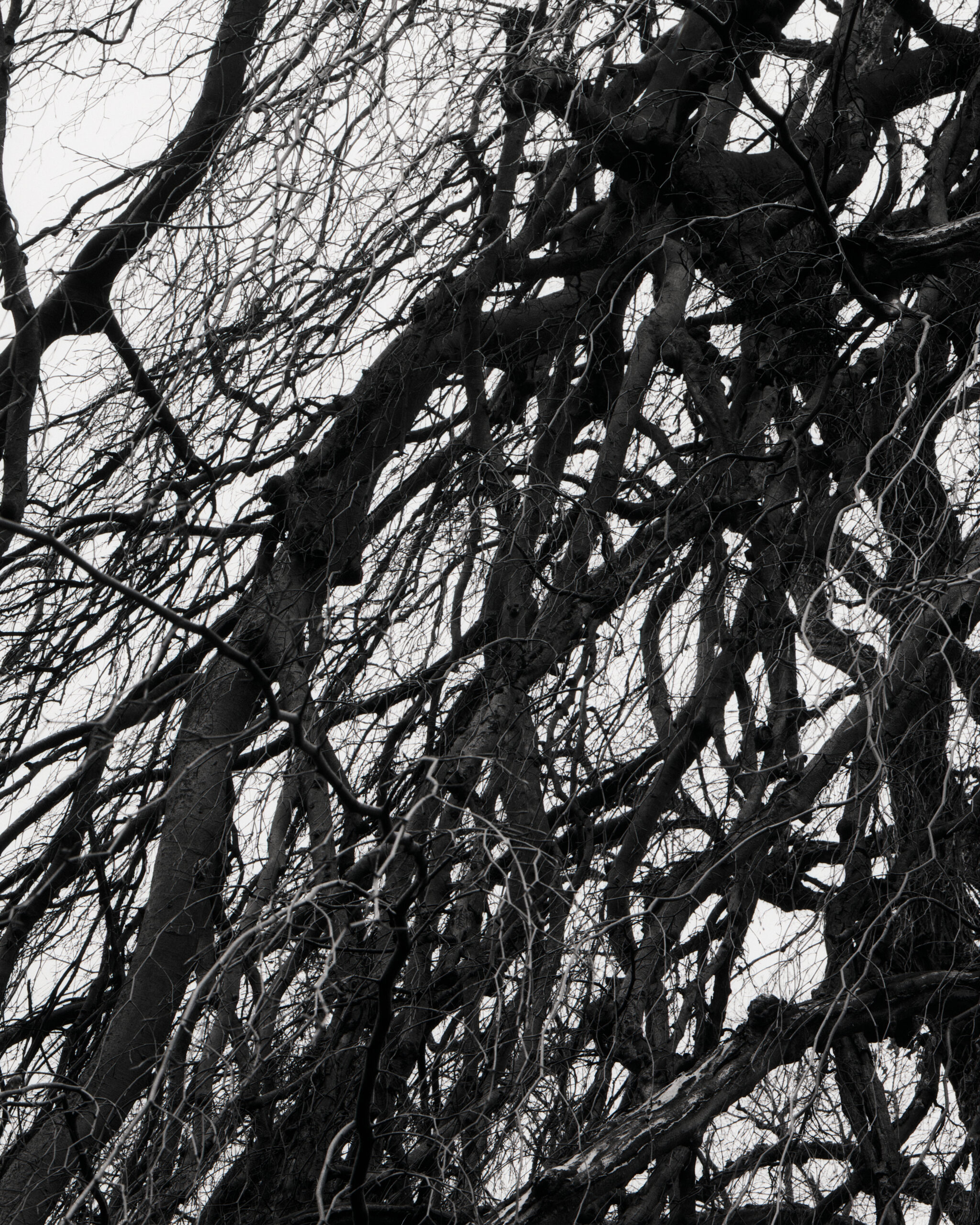 Einzelbilder_Baum3 Einzelbilder_Baum3