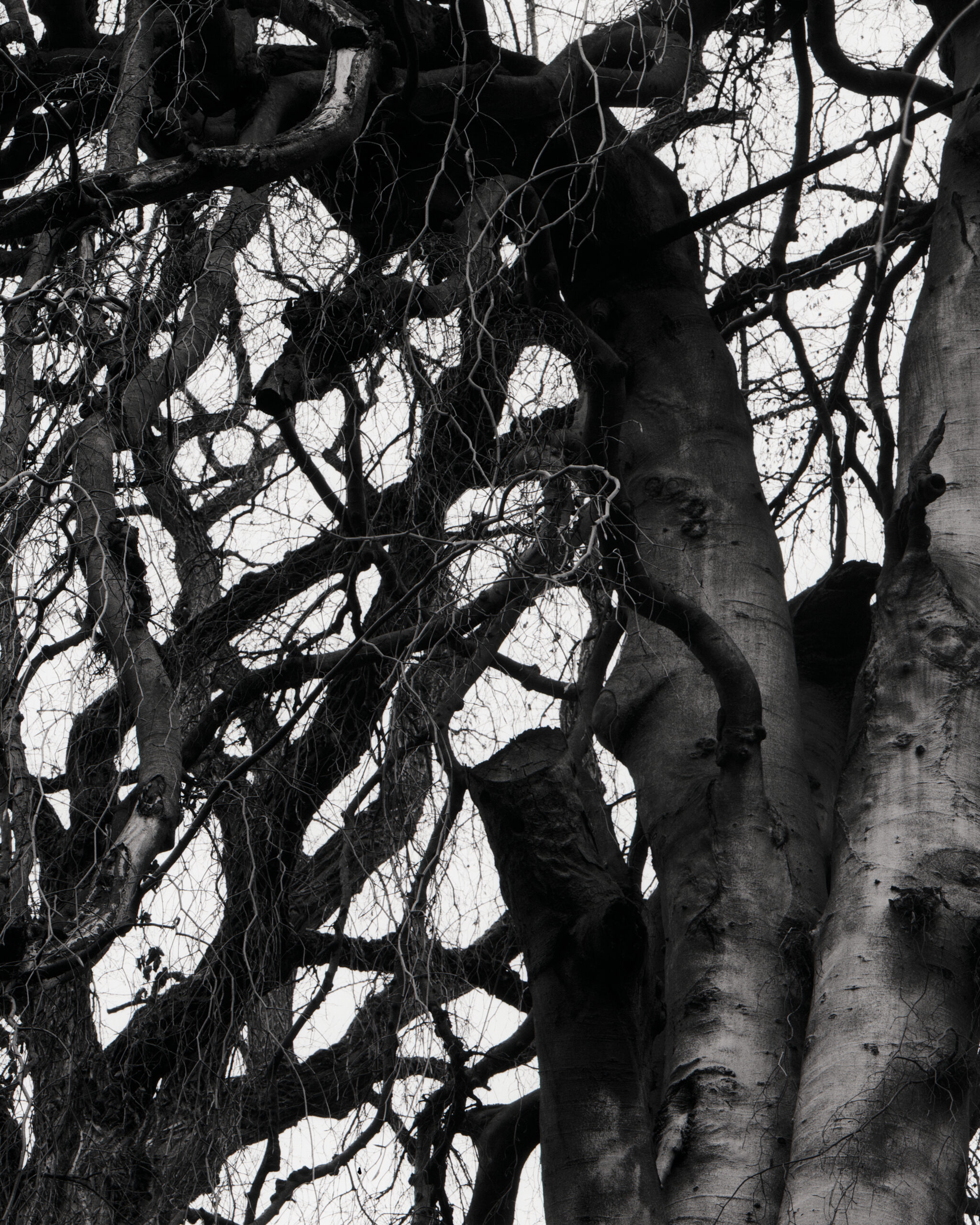 Einzelbilder_Baum4 Einzelbilder_Baum4