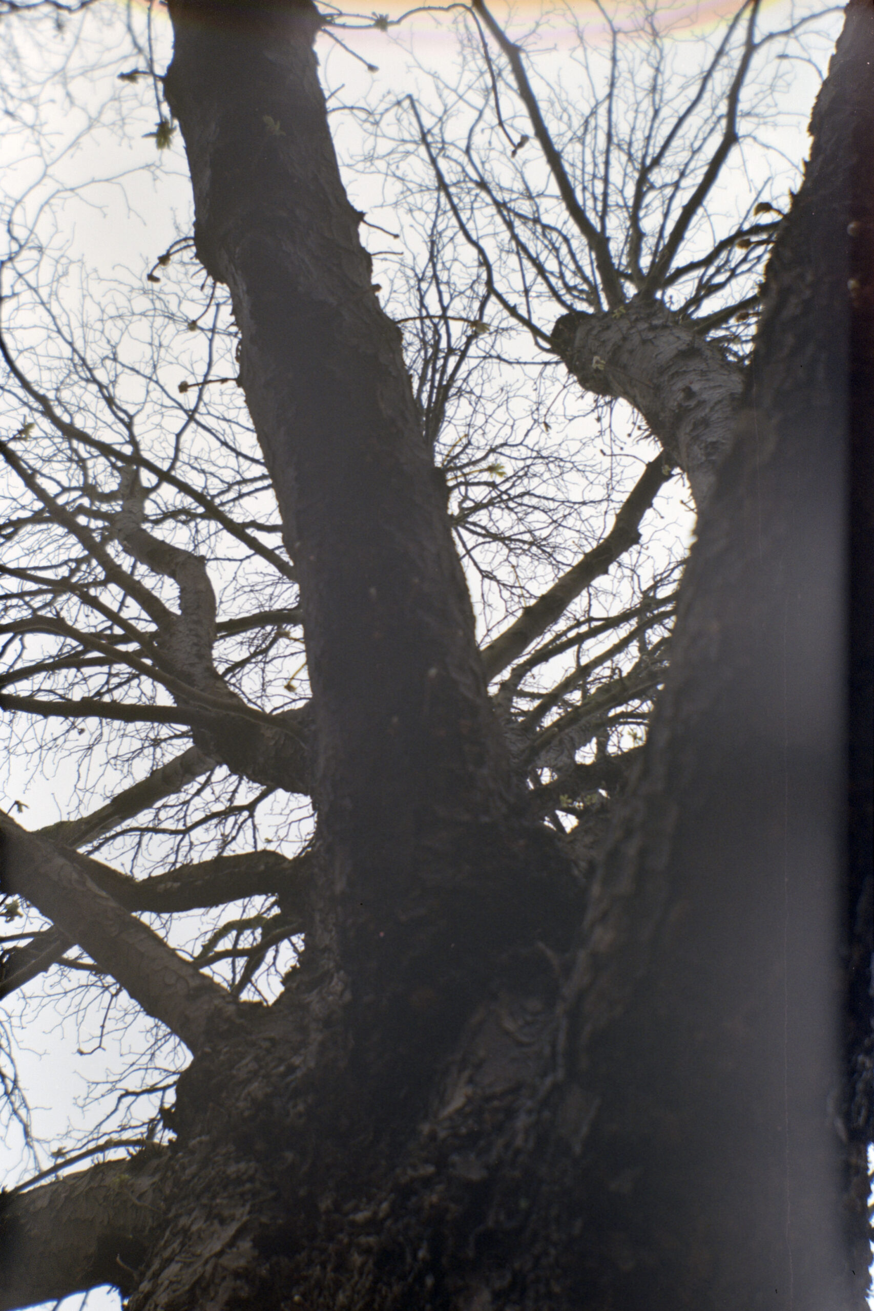 Agfa_Gold_200_6
